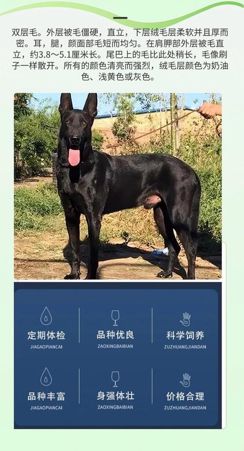 养殖场养品种狗能赚钱吗?-图2 养殖场养品种狗能赚钱吗?-图2