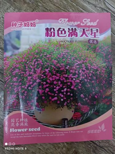 满天星正品种子到底有多大？-图1