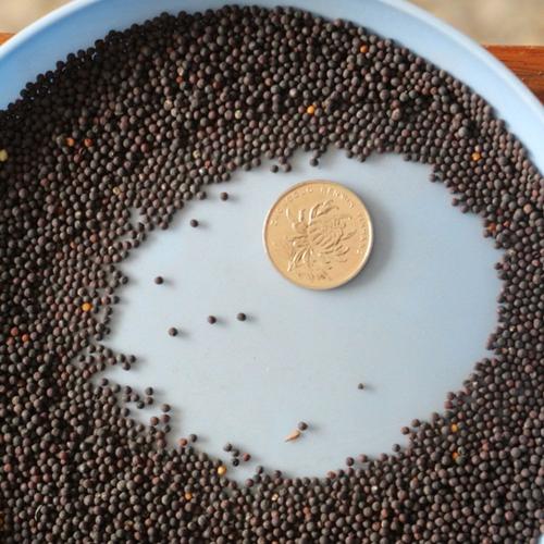 满天星正品种子到底有多大？-图2