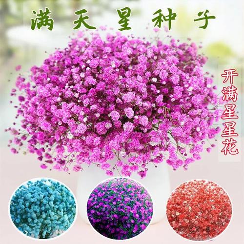 满天星正品种子到底有多大？-图3