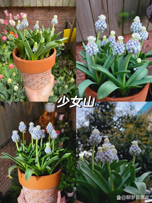 风信子常见品种有哪些？-图2