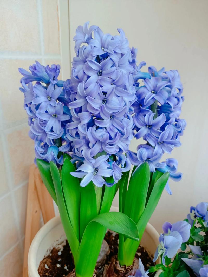 风信子常见品种有哪些？-图3