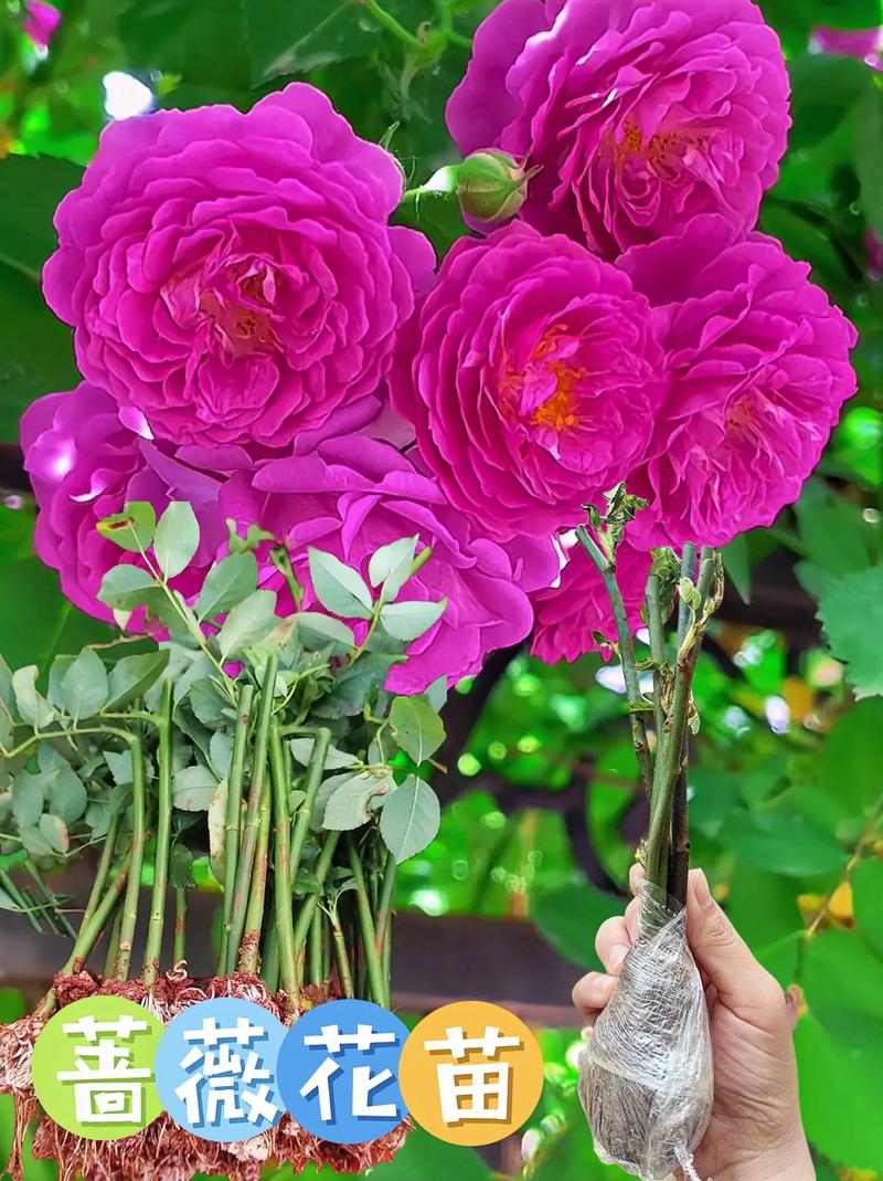 哪种蔷薇品种香气最浓?-图1 哪种蔷薇品种香气最浓?-图1