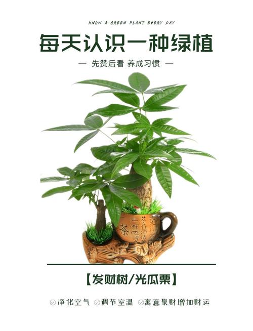 发财树的品种及价格-图1 发财树的品种及价格-图1