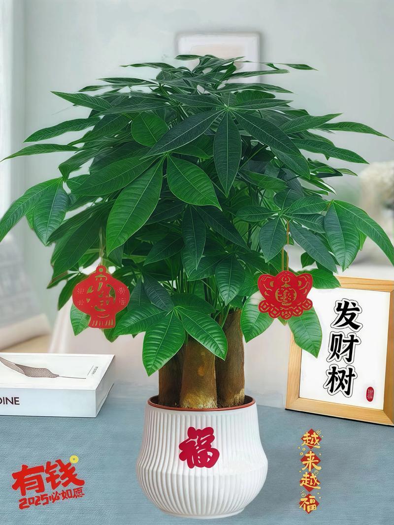 发财树的品种及价格-图2