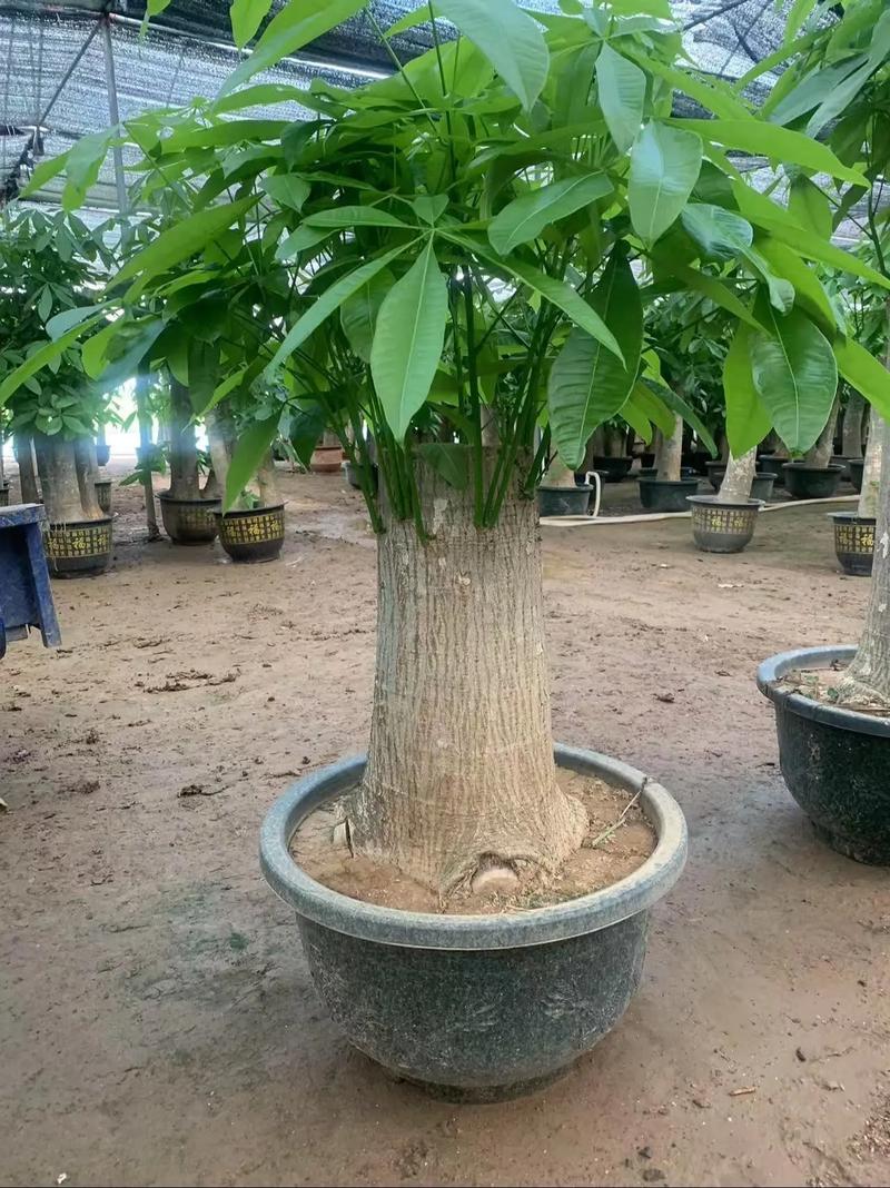 发财树的品种及价格-图3