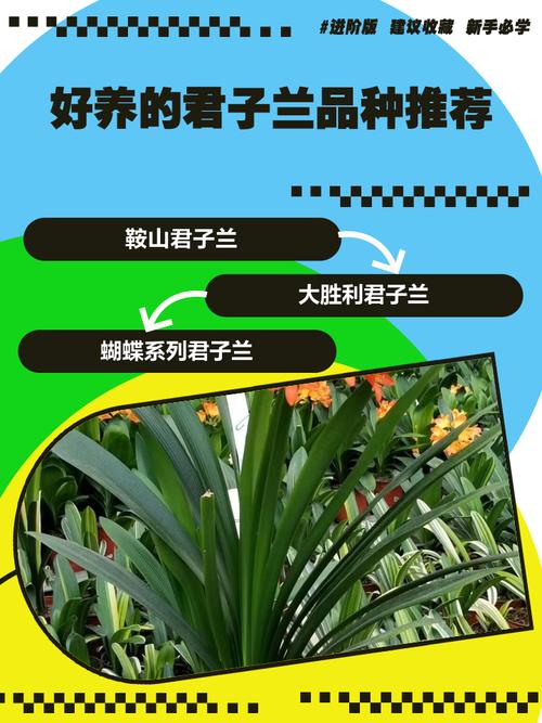 君子兰有哪些常见品种?-图1 君子兰有哪些常见品种?-图1