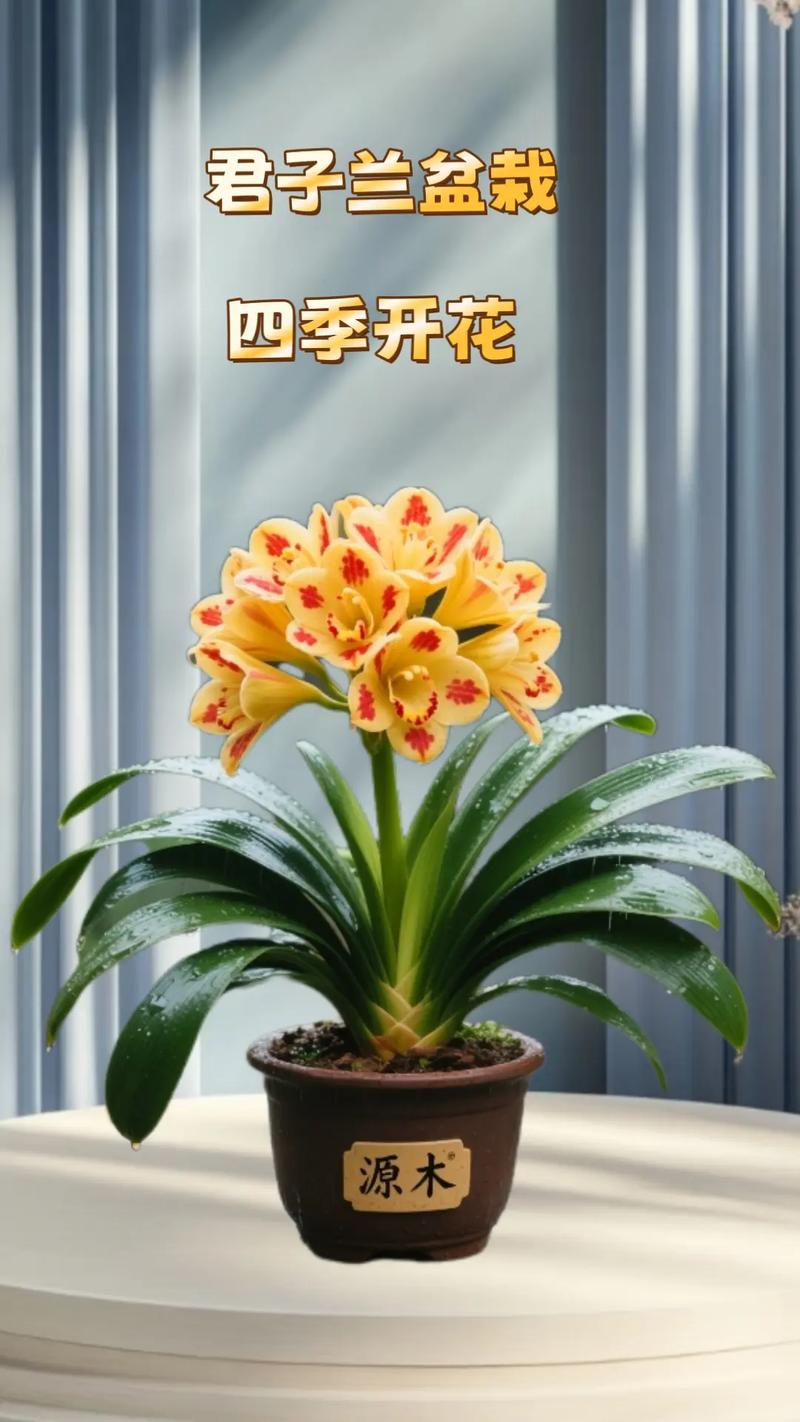 君子兰有哪些常见品种?-图2 君子兰有哪些常见品种?-图2