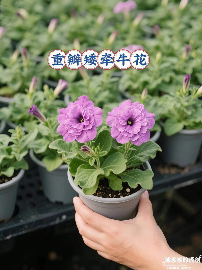 牵牛花属于哪个植物品种？-图1