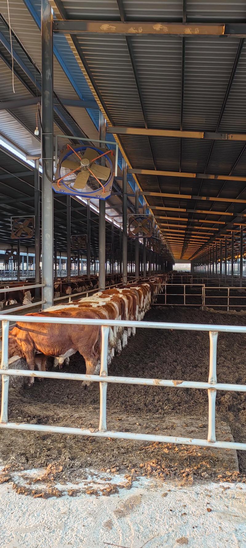 牛的养殖技术视频如何高效播放学习？-图2