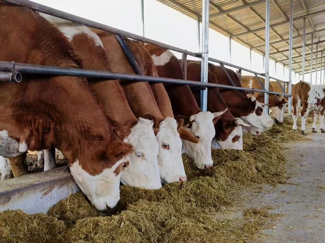 牛的养殖技术视频如何高效播放学习？-图1