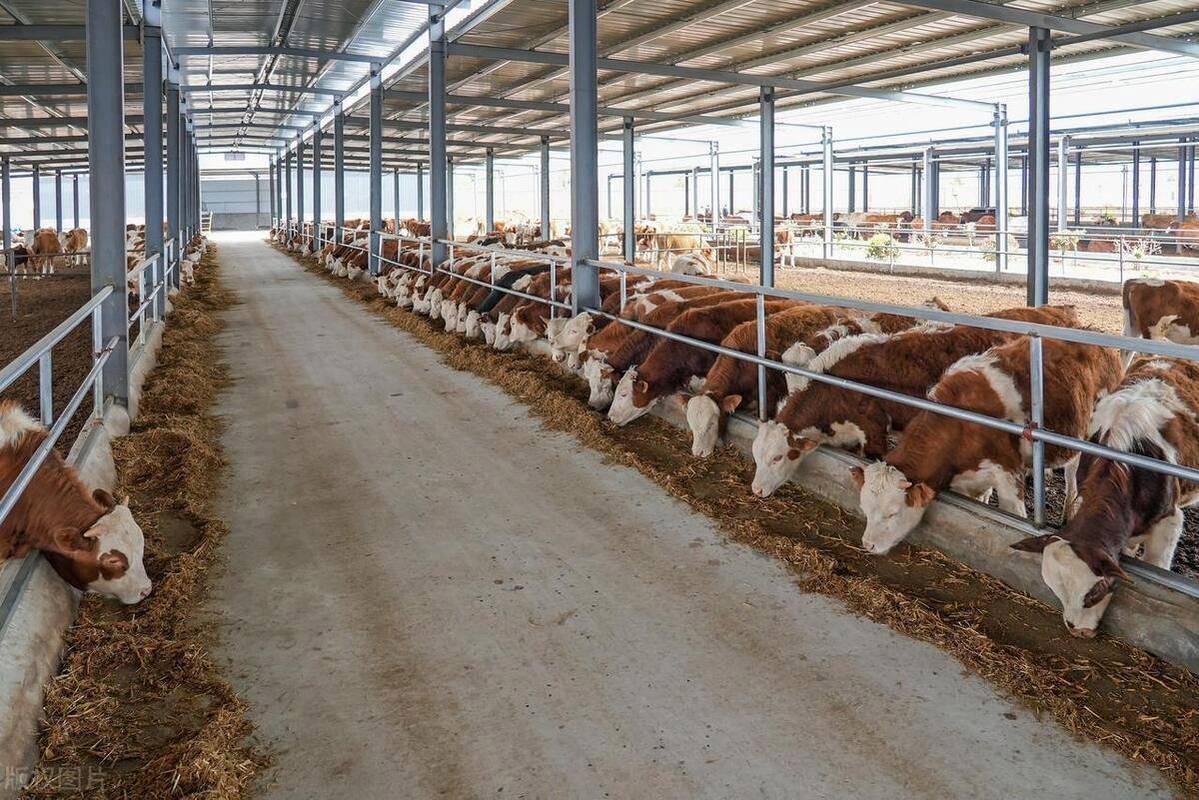 牛的养殖技术视频如何高效播放学习？-图3