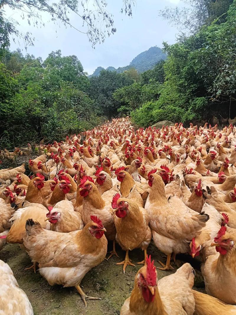 生态散养土鸡养殖技术有哪些关键要点?-图1 生态散养土鸡养殖技术有哪些关键要点?-图1