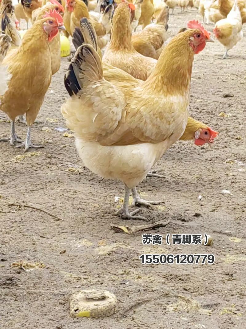 青黄腿鸡是稀有鸡种吗？-图1