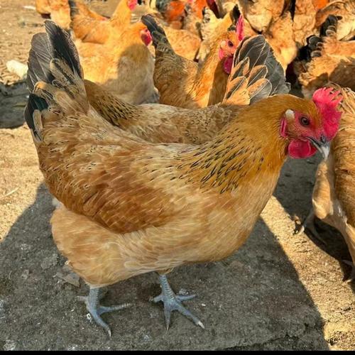 青黄腿鸡是稀有鸡种吗？-图2