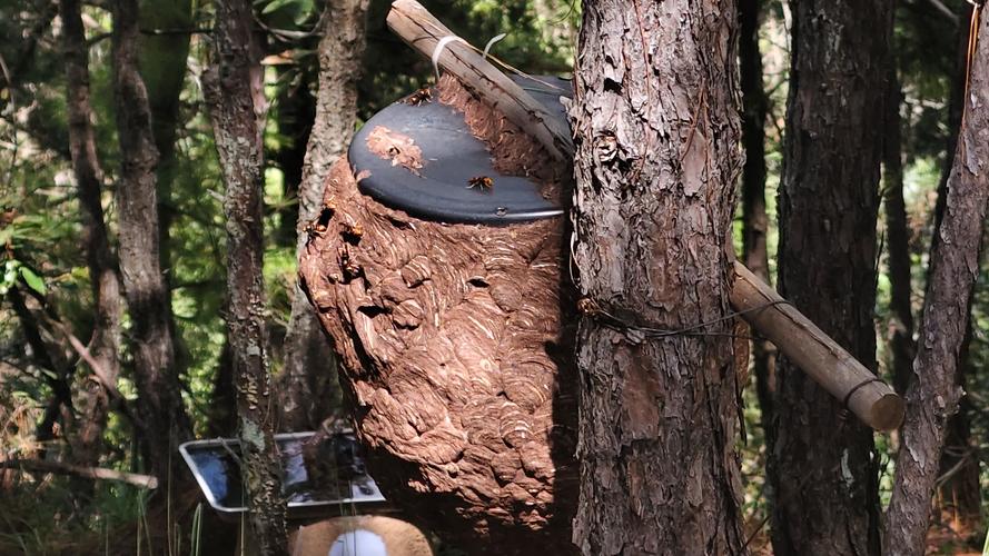 云南胡蜂养殖技术视频怎么学?-图2 云南胡蜂养殖技术视频怎么学?-图2