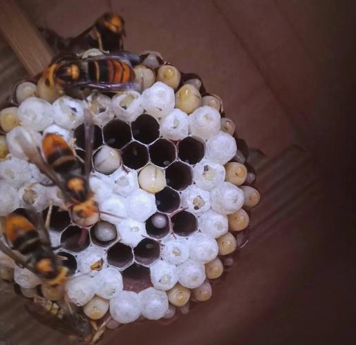 云南胡蜂养殖技术视频怎么学?-图3 云南胡蜂养殖技术视频怎么学?-图3