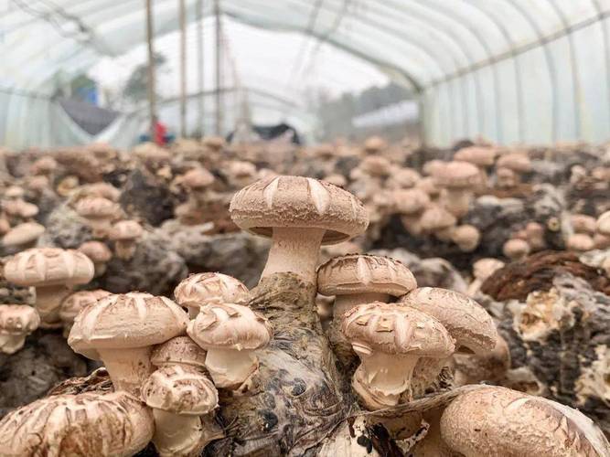 香菇栽培关键技术有哪些要点?-图3 香菇栽培关键技术有哪些要点?-图3