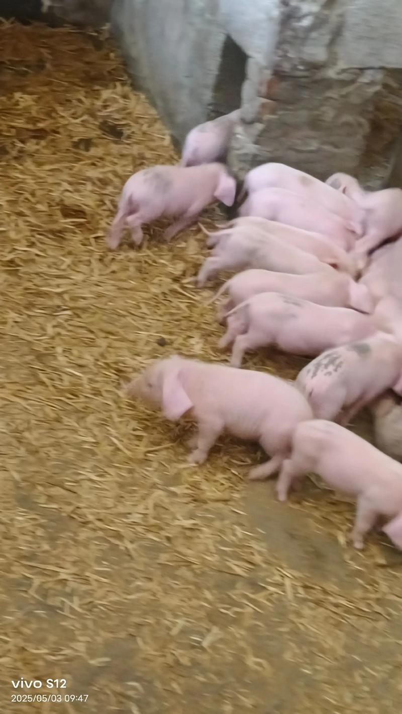 二元母猪品种选哪个好?-图2 二元母猪品种选哪个好?-图2