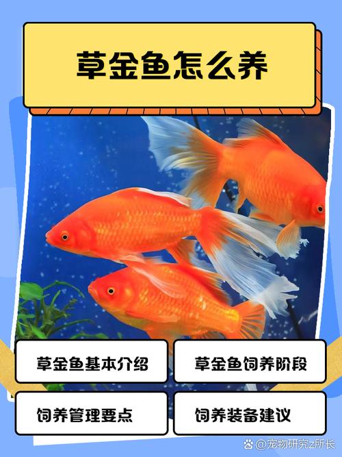 草鱼养殖技术视频教程有哪些要点?-图2 草鱼养殖技术视频教程有哪些要点?-图2