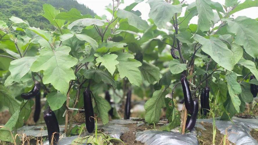 紫茄子怎么种?视频教你关键技术!-图1 紫茄子怎么种?视频教你关键技术!-图1