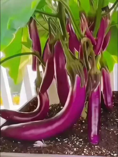 紫茄子怎么种？视频教你关键技术！-图2