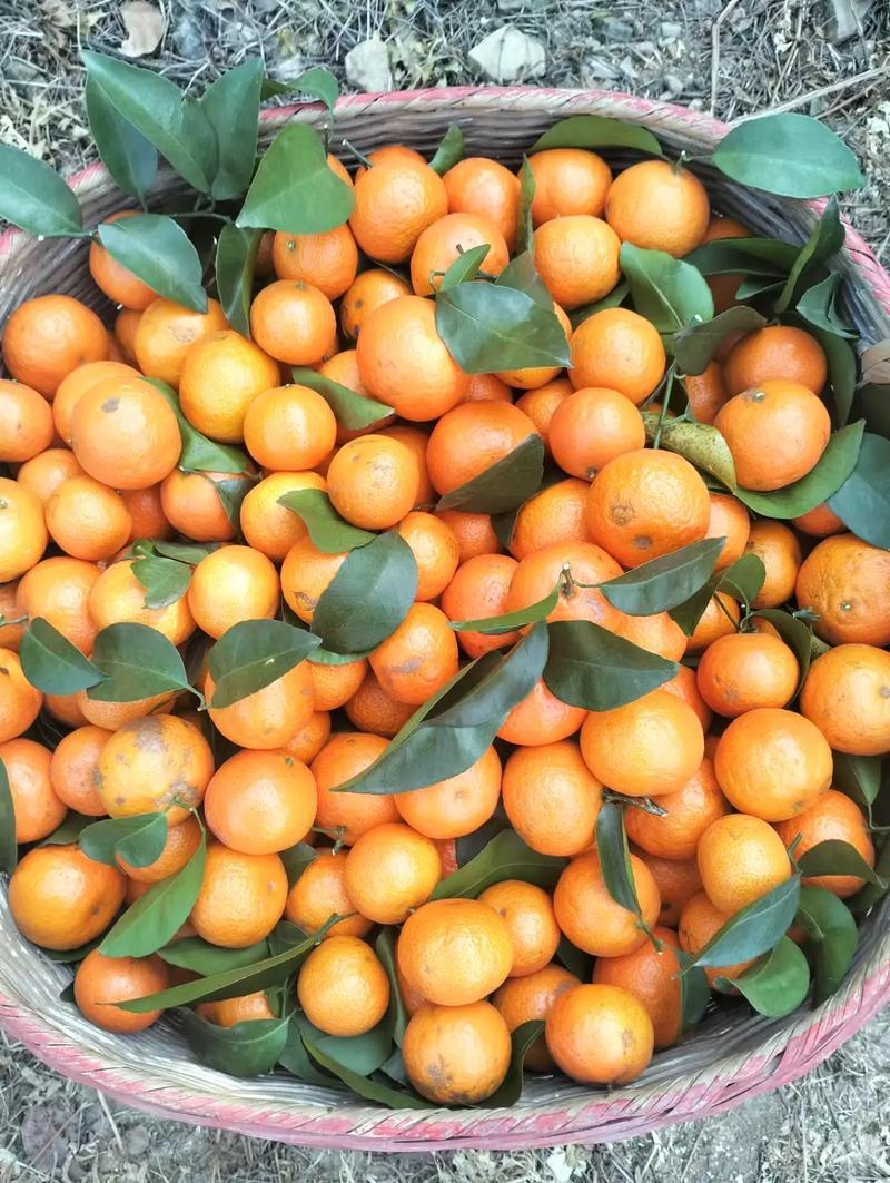 含糖量最高的桔品种-图1 含糖量最高的桔品种-图1