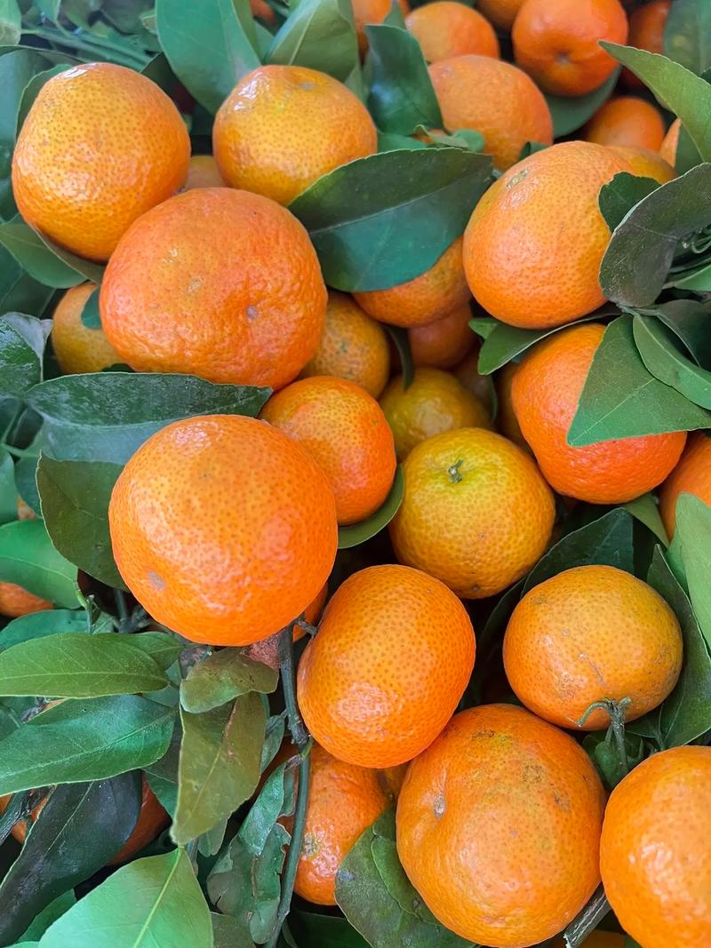 含糖量最高的桔品种-图2 含糖量最高的桔品种-图2