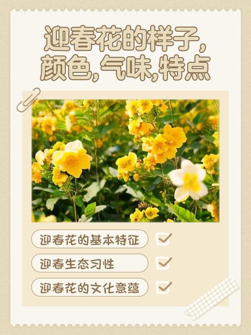 迎春花品种到底有多少种?-图2 迎春花品种到底有多少种?-图2