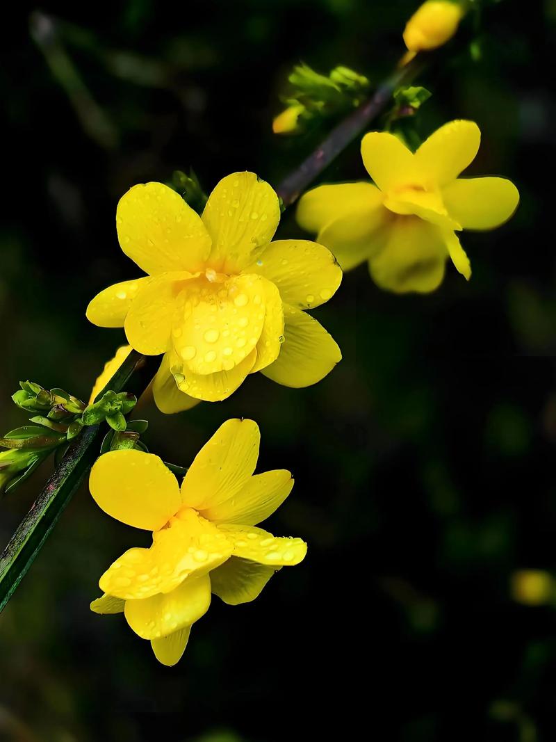 迎春花品种到底有多少种?-图1 迎春花品种到底有多少种?-图1