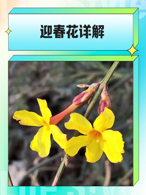 迎春花品种到底有多少种?-图3 迎春花品种到底有多少种?-图3