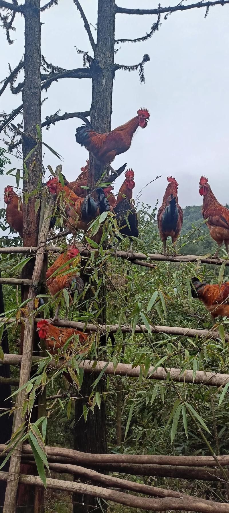 林下土鸡养殖技术视频怎么学？-图3