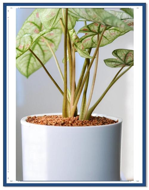 彩叶芋哪个品种最好养又好看?-图1 彩叶芋哪个品种最好养又好看?-图1