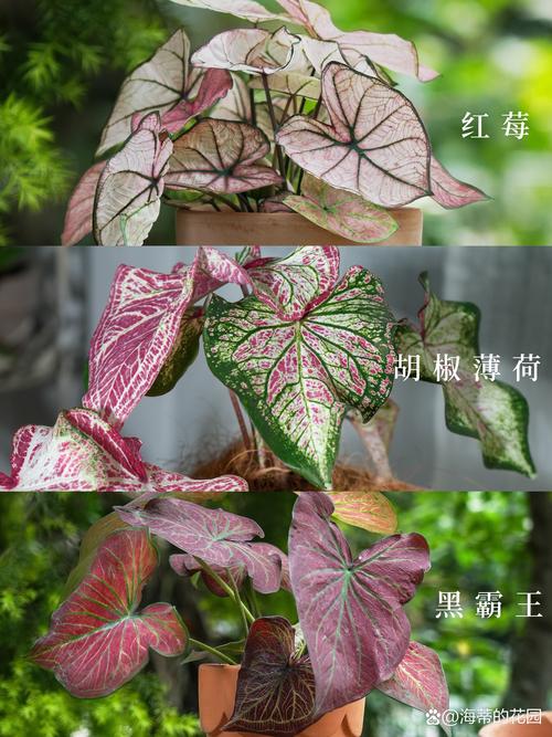 彩叶芋哪个品种最好养又好看?-图2 彩叶芋哪个品种最好养又好看?-图2