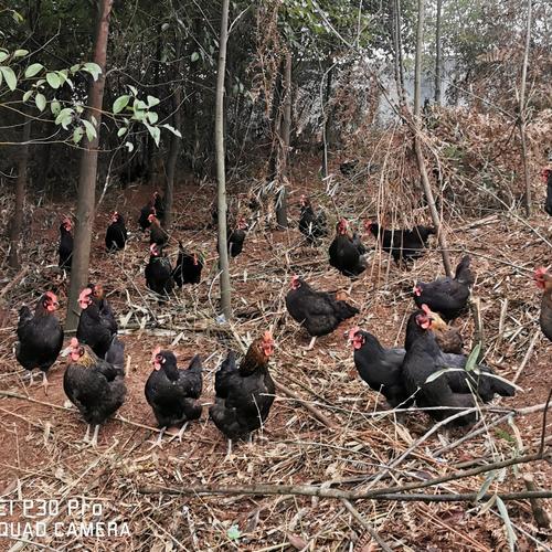 山地散养鸡有哪些关键技术?-图2 山地散养鸡有哪些关键技术?-图2