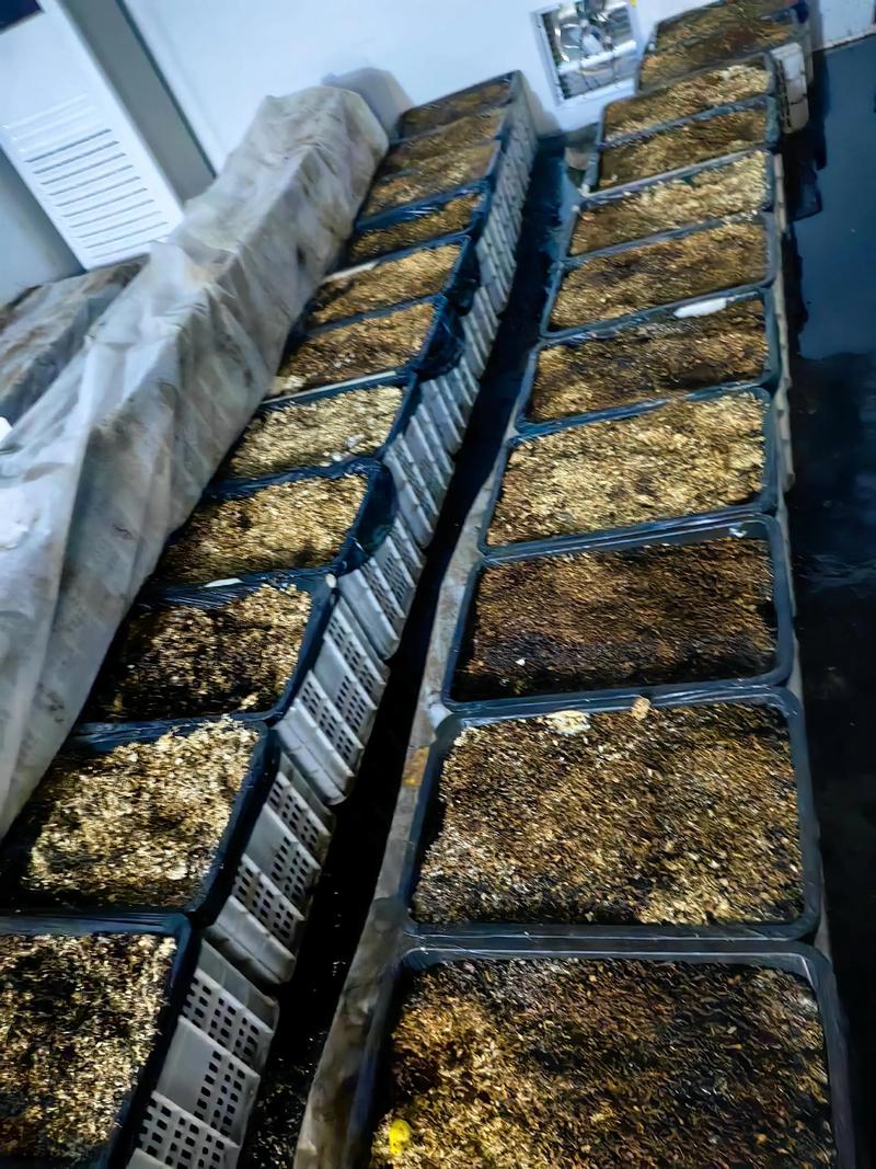 云南天麻种植技术视频有哪些要点?-图1 云南天麻种植技术视频有哪些要点?-图1