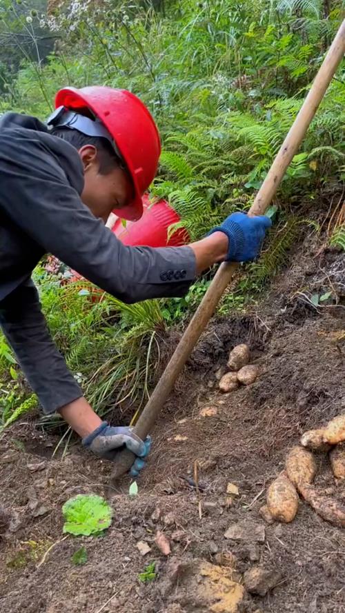 云南天麻种植技术视频有哪些要点?-图2 云南天麻种植技术视频有哪些要点?-图2