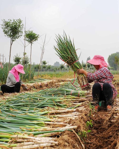 河南大葱栽培技术视频,关键点有哪些?-图1 河南大葱栽培技术视频,关键点有哪些?-图1