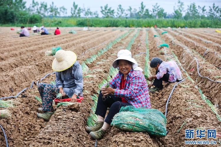 河南大葱栽培技术视频,关键点有哪些?-图2 河南大葱栽培技术视频,关键点有哪些?-图2