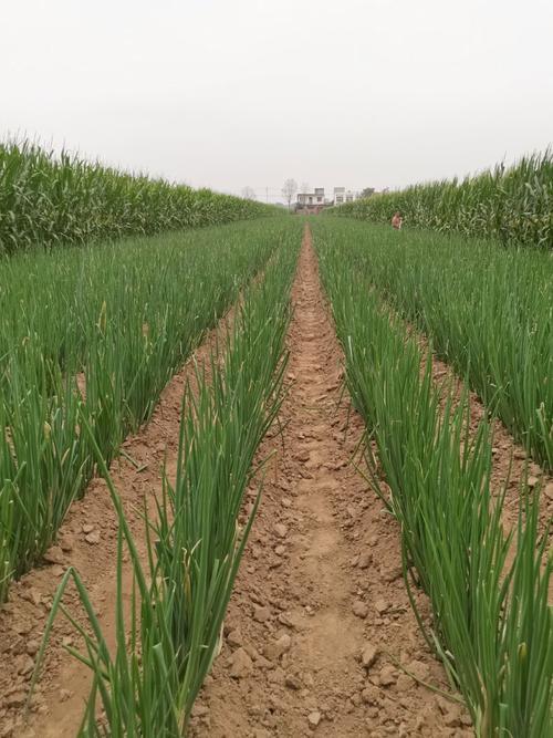 河南大葱栽培技术视频,关键点有哪些?-图3 河南大葱栽培技术视频,关键点有哪些?-图3