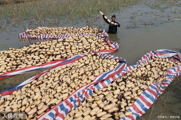 莲藕套养泥鳅，技术要点有哪些？-图2