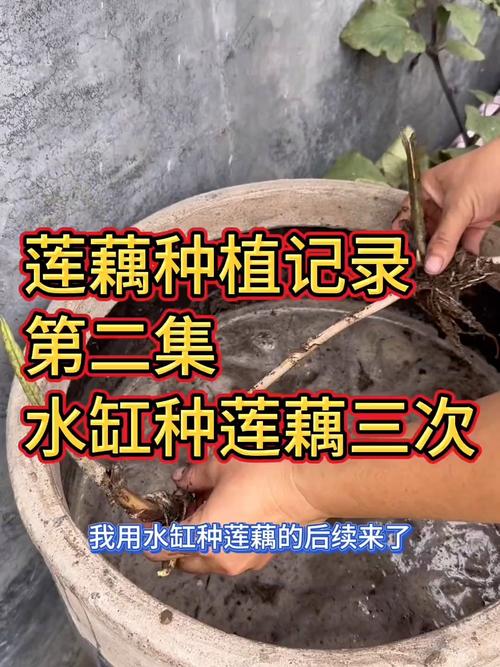 莲藕套养泥鳅，技术要点有哪些？-图3