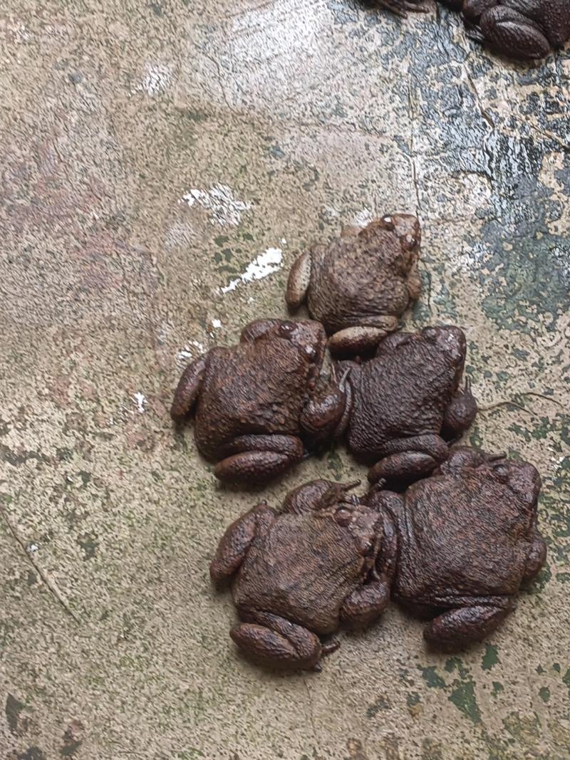 江西石蛙养殖技术有哪些关键要点？-图2