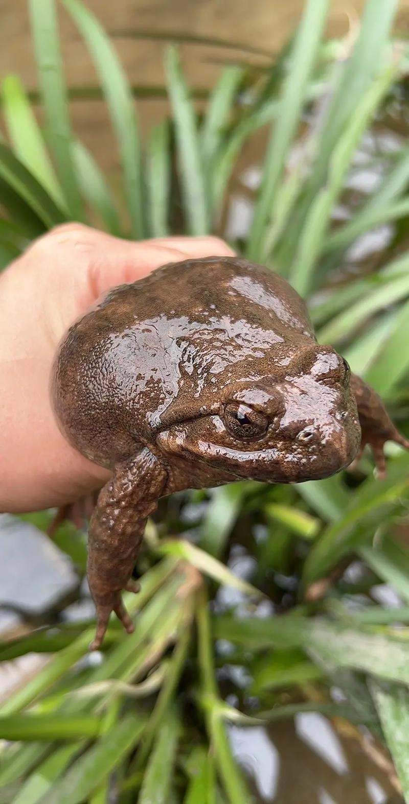 江西石蛙养殖技术有哪些关键要点？-图3