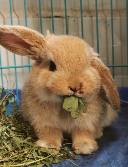 哪些兔子品种抵抗力最强？-图1