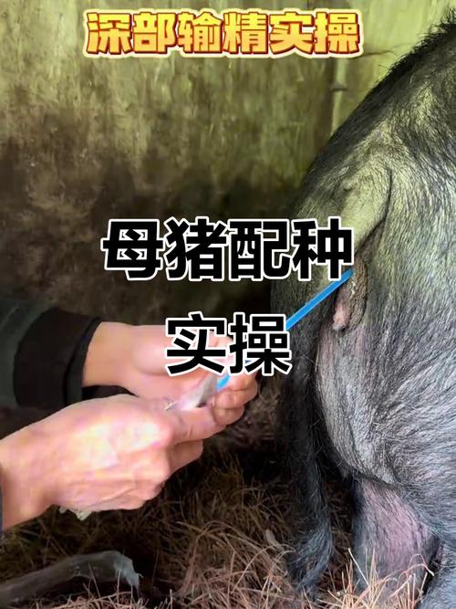 养猪人工授精视频,技术要点有哪些?-图1 养猪人工授精视频,技术要点有哪些?-图1