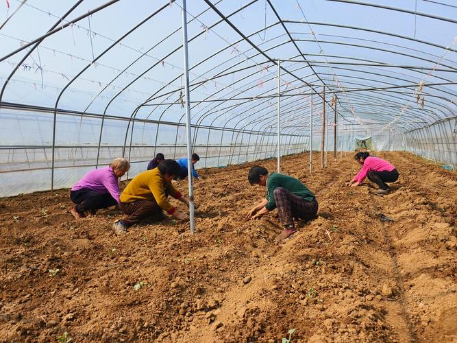 北方大棚土豆种植技术有哪些关键要点?-图2 北方大棚土豆种植技术有哪些关键要点?-图2