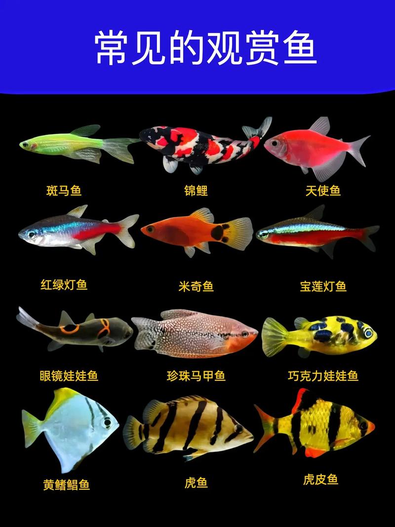 温带观赏鱼有哪些常见品种?-图1 温带观赏鱼有哪些常见品种?-图1