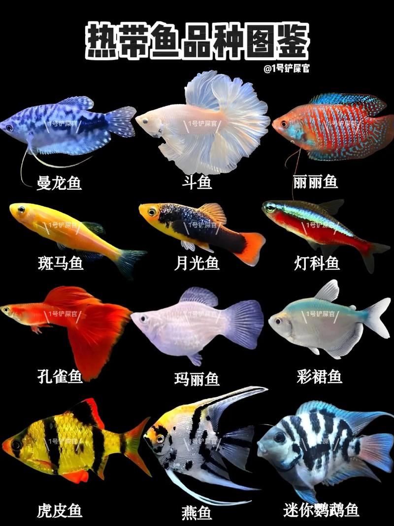 温带观赏鱼有哪些常见品种?-图2 温带观赏鱼有哪些常见品种?-图2