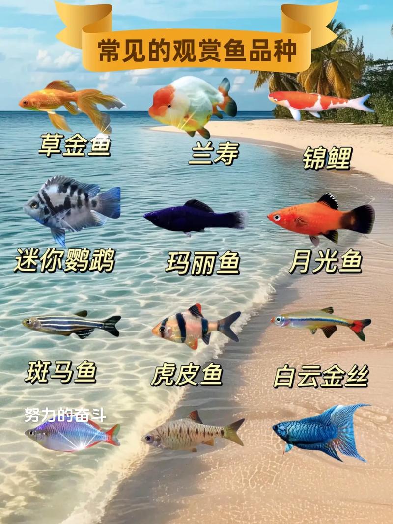 温带观赏鱼有哪些常见品种?-图3 温带观赏鱼有哪些常见品种?-图3